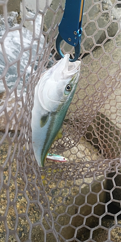 イナダの釣果