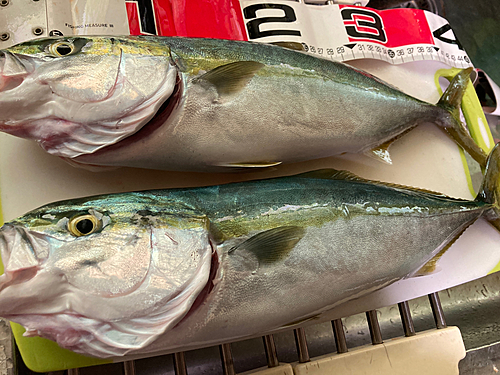 イナダの釣果