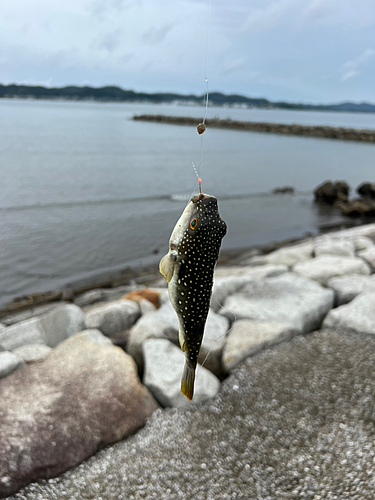 フグの釣果