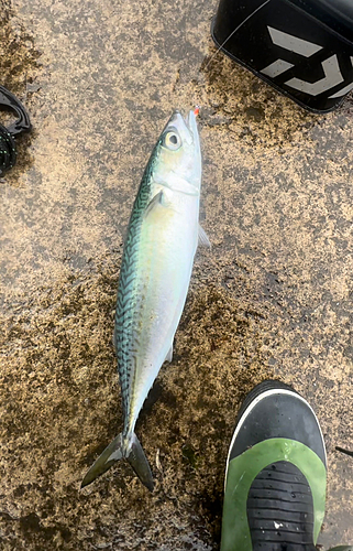 サバの釣果