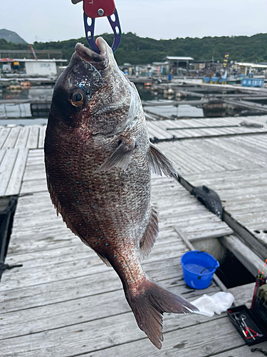 マダイの釣果