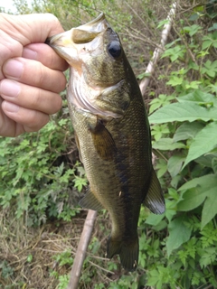 ラージマウスバスの釣果