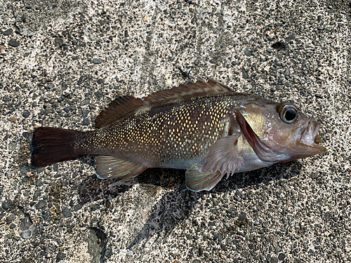 エゾメバルの釣果