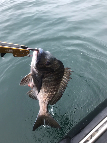 クロダイの釣果