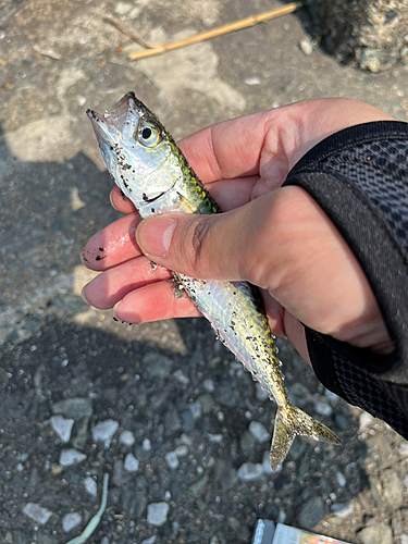 サバの釣果