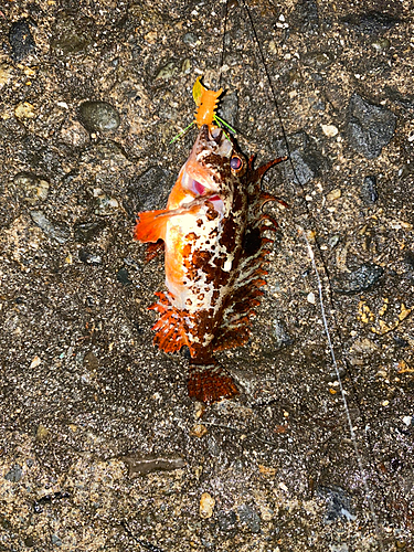 ハオコゼの釣果