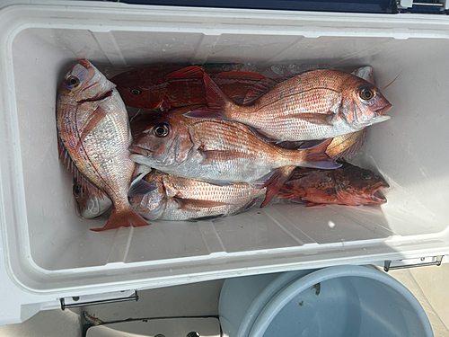 マダイの釣果