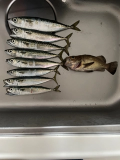 メバルの釣果