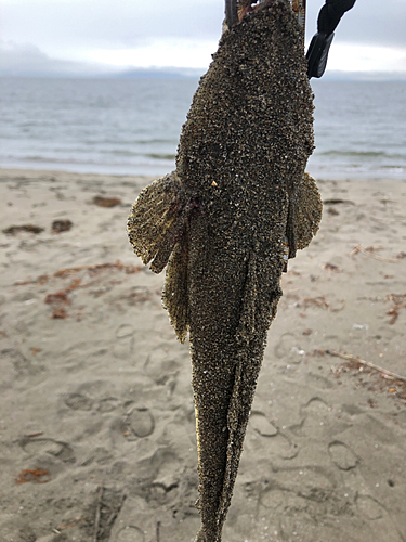 マゴチの釣果