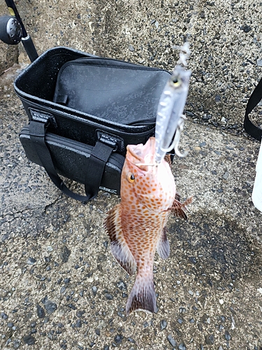 オオモンハタの釣果