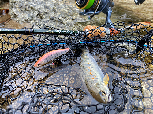 アマゴの釣果