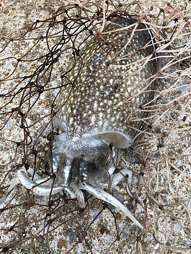 コウイカの釣果