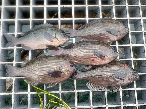 グレの釣果