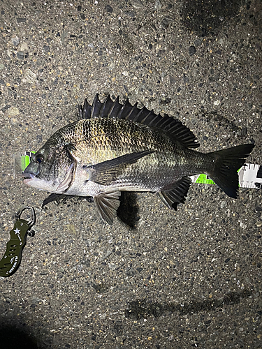 チヌの釣果