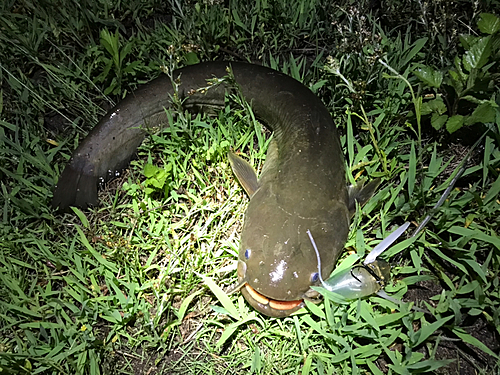 マナマズの釣果