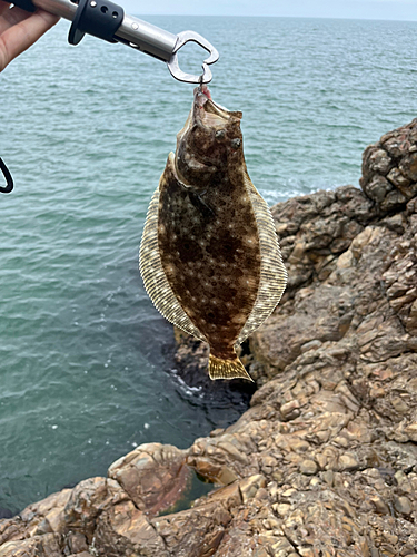 ソゲの釣果