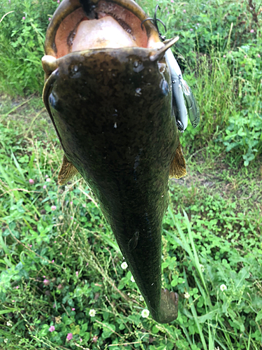 ナマズの釣果