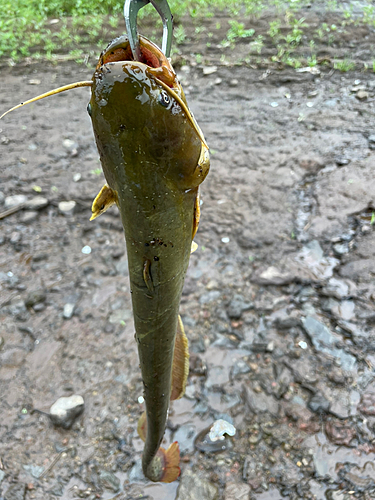 ナマズの釣果