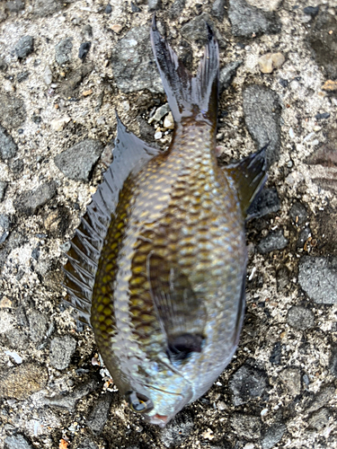 スズメダイの釣果