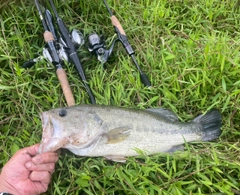 ブラックバスの釣果