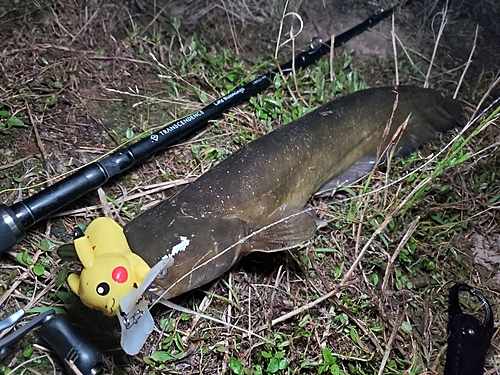 ナマズの釣果