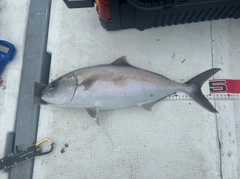 カンパチの釣果