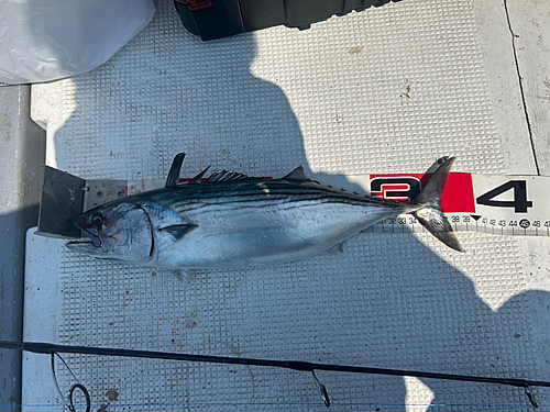 ハガツオの釣果