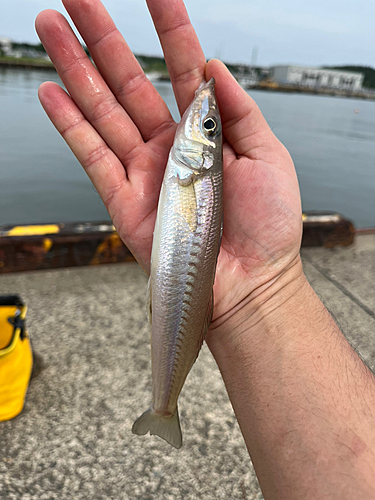 シロギスの釣果