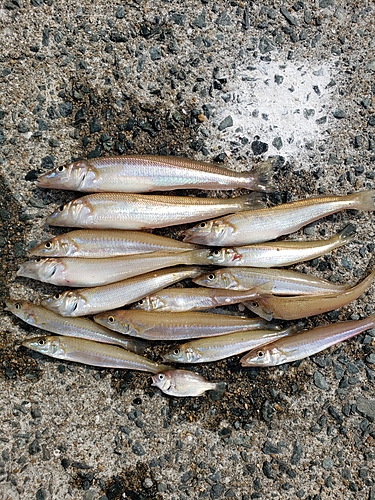 キスの釣果