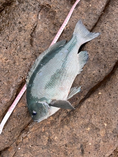 クチブトグレの釣果