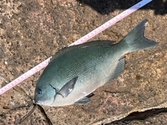 クチブトグレの釣果