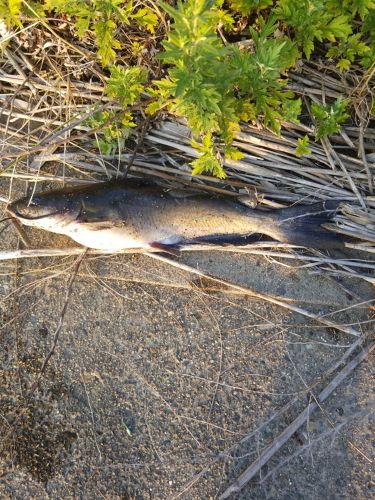 ナマズの釣果