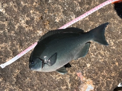 オナガグレの釣果