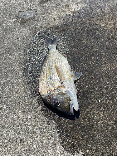 ヘダイの釣果