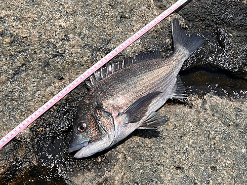 チヌの釣果