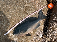 クチブトグレの釣果