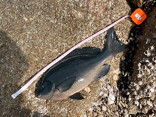 クチブトグレの釣果