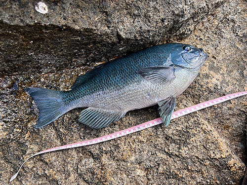 クチブトグレの釣果