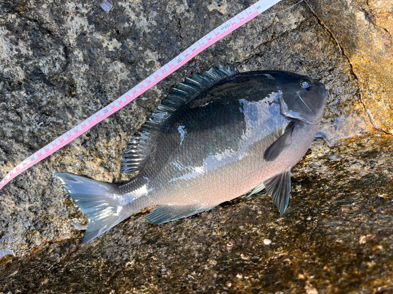 クチブトグレ