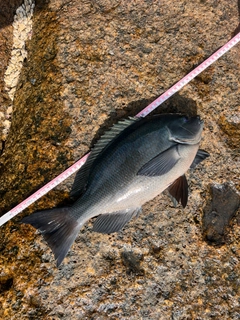 クチブトグレの釣果