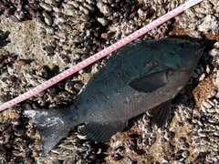 クチブトグレの釣果