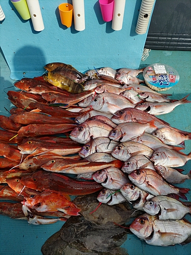 マダイの釣果