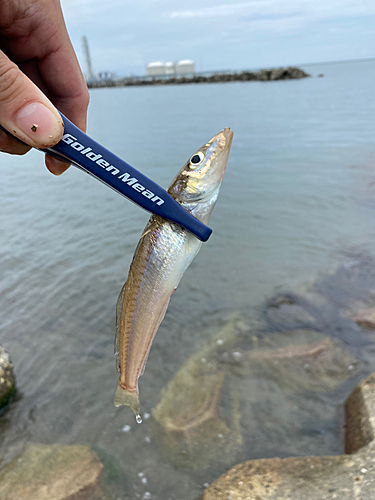 シロギスの釣果