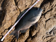 クチブトグレの釣果