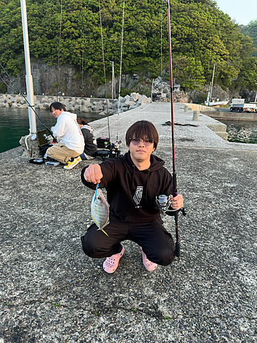 カイワリの釣果