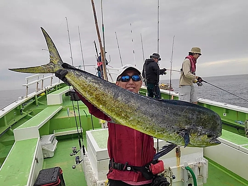 シイラの釣果