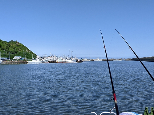 コマイの釣果