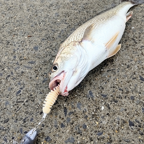 イシモチの釣果