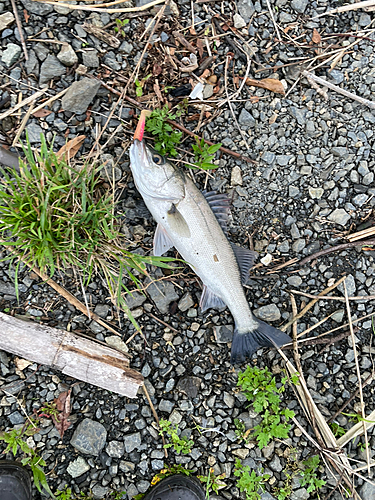 セイゴ（マルスズキ）の釣果