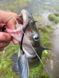 アメリカナマズの釣果